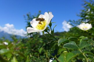 rosa avernsis_koell Jutta