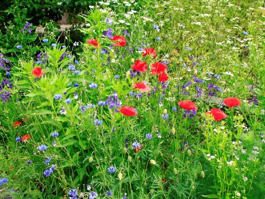 Artenschutz - Naturschutz - Umweltschutz ...