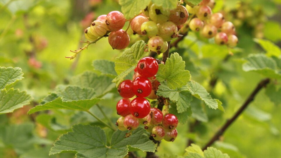 Beerenschnittkurs – Theorie- und Praxiskurs