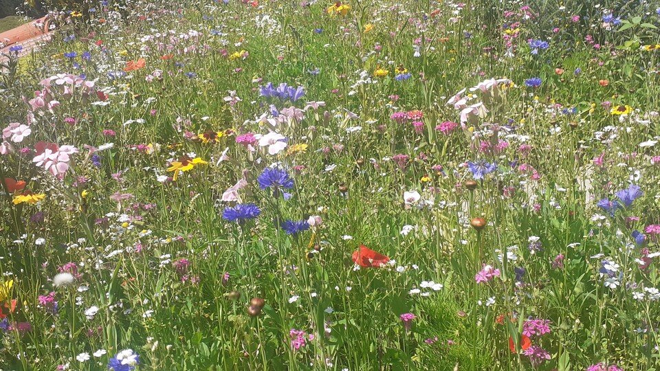 Wildblumenwiese richtig anlegen