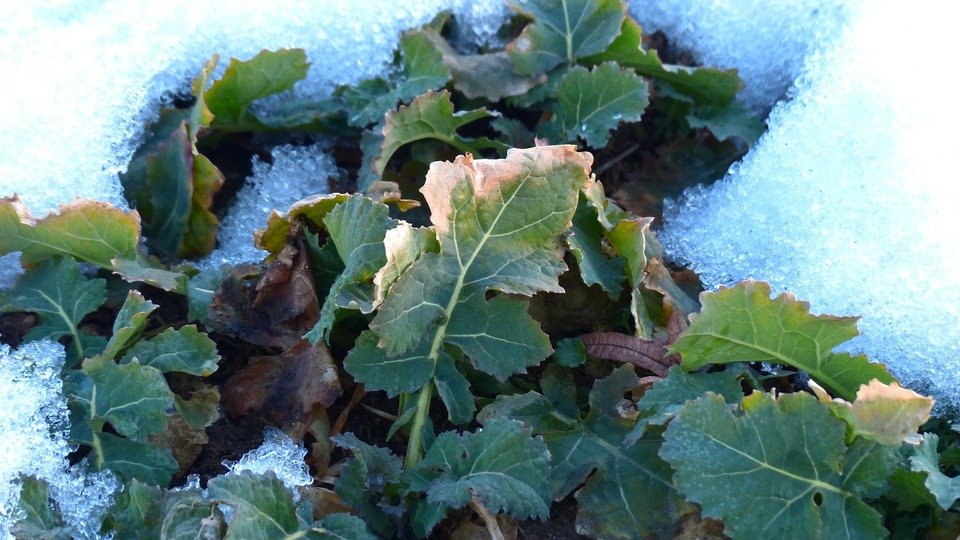 Wintergärtnerei - VORTRAG