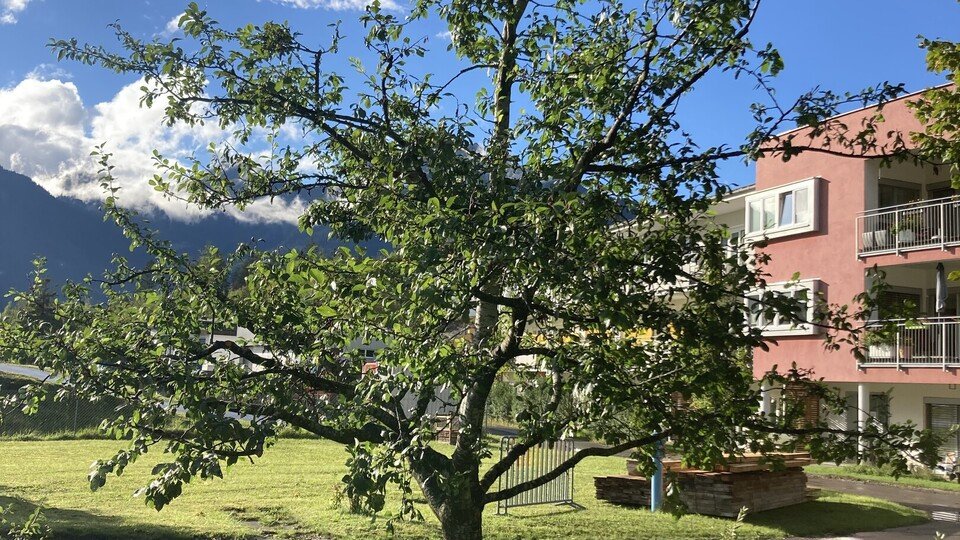 Sommerschneidkurs
