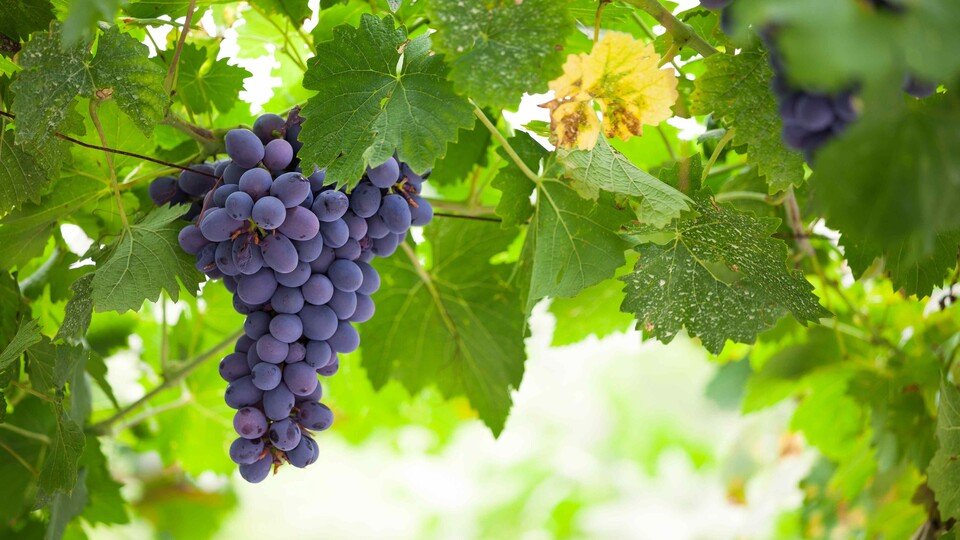 Grundkurs Weinrebenschnitt –Praxiskurs/Rietz