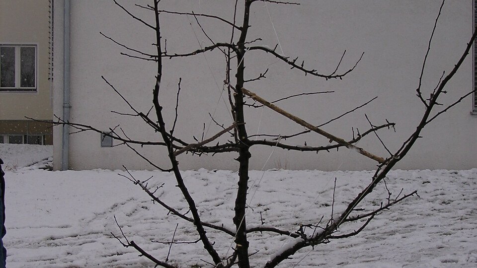 Grundkurs Erziehungsschnitt Rundkrone - Theorie- und Praxiskurs