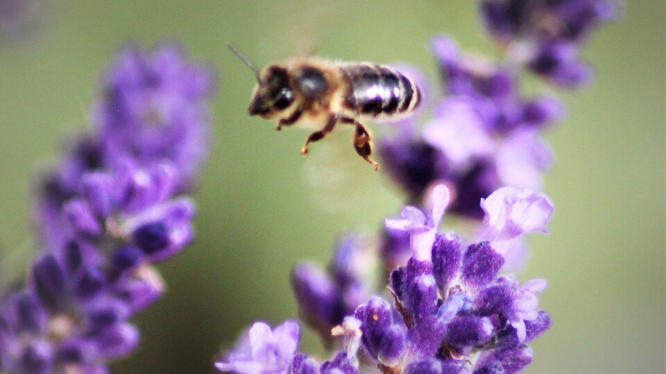 "Blütenlüge und Insektenliebe" - Naturgeschichten mit Silvia Hirsch