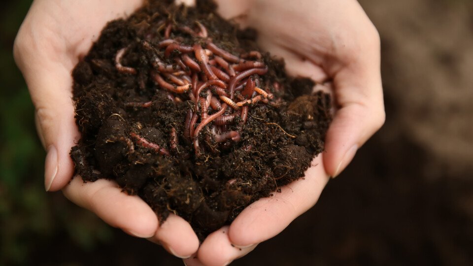 Regenwurmdünger selbst gemacht - Vortrag