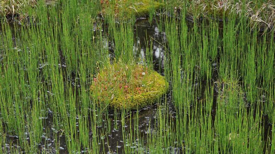 Exkursion Piller Moor