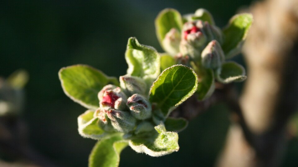 Naturgemäßer Pflanzenschutz bei Kern- u. Steinobst - Theorie- und Praxiskurs