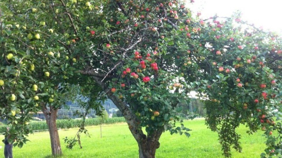 Grundkurs Obstbaumschnitt „Alte Bäume“ Theorie – und Praxiskurs in Hall i. T.