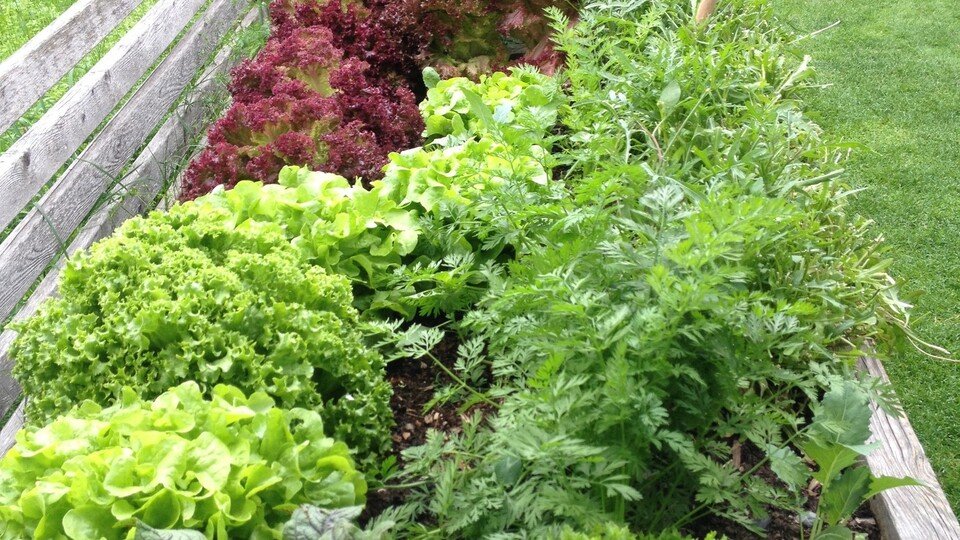 Gemüsebeete planen – Mit Mischkultur zur großen Ernte - Vortrag