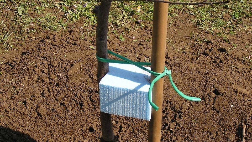 Obstbaumpflanzung von Spindelbäumen -  Praxiskurs