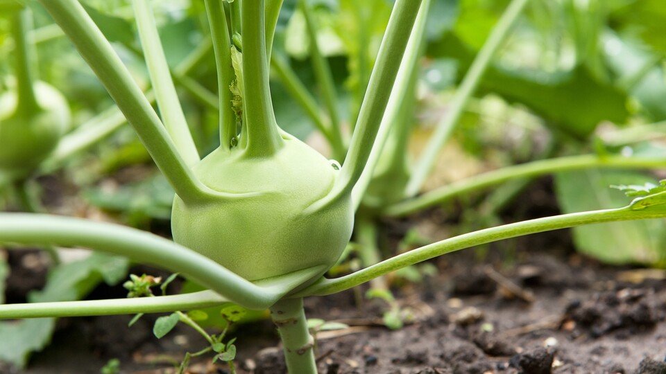 Kleiner Garten - große Ernte