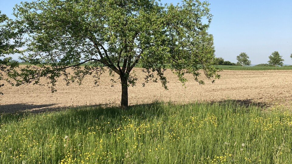 Tag der Streuobstwiese 24. April 2026