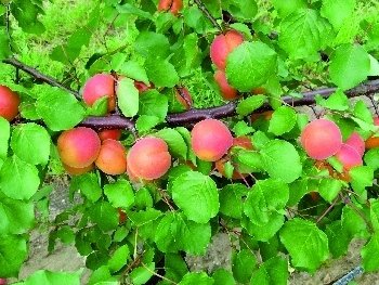 Schnittkurs Marillenbaum