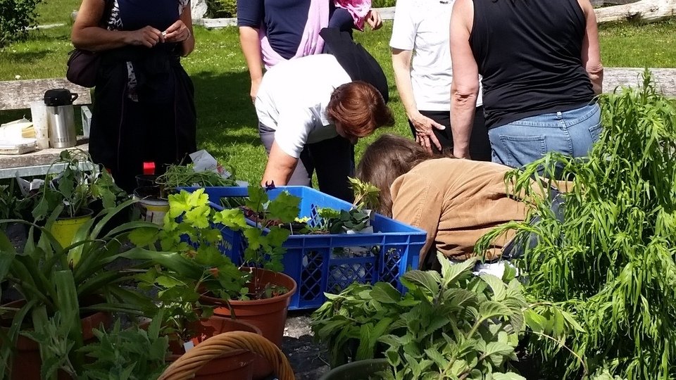 OGV Telfs - Saatgut- und Jungpflanzen Tauschmarkt