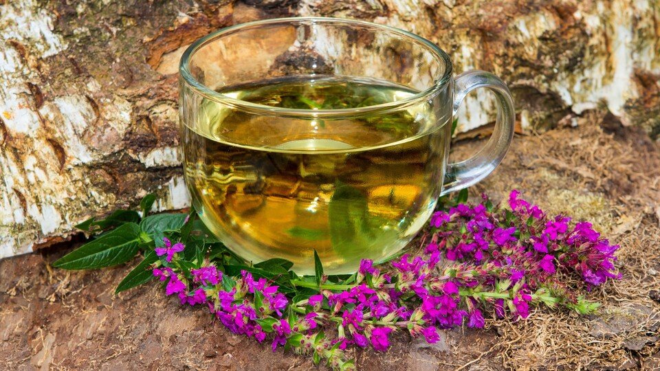 Frühjahrs-Detox mit heimischen Bitterstoffpflanzen - Workshop