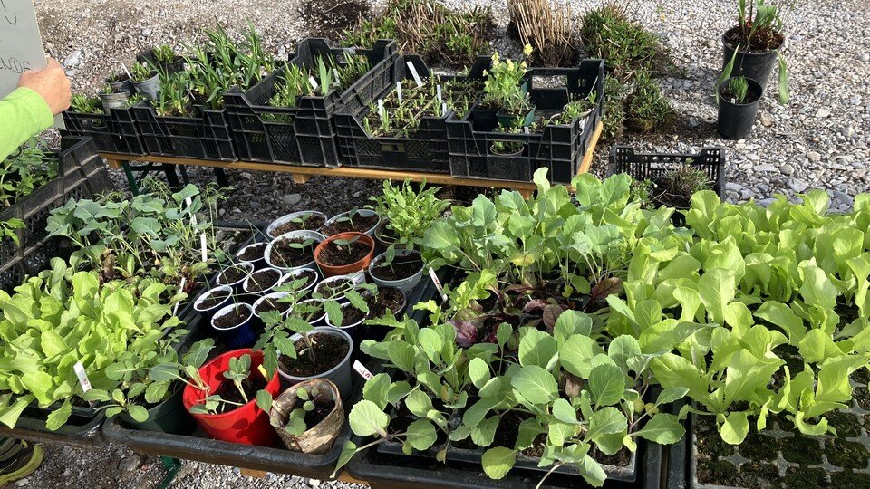 Traditionelle Pflanzentauschbörse