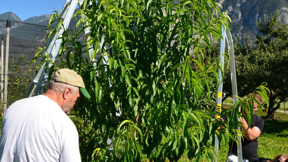 Sommerschnittkurs mit Krankheits- und Schädlingserkennung - Praxiskurs