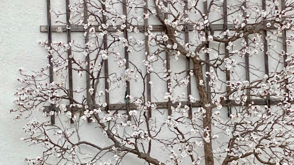 Marillenschnittkurs / Spalier – Theorie- und Praxiskurs